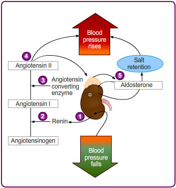 Integration of the heart on body systems - CHSS eLearning